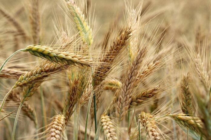 Top 10 barley brands in Russia