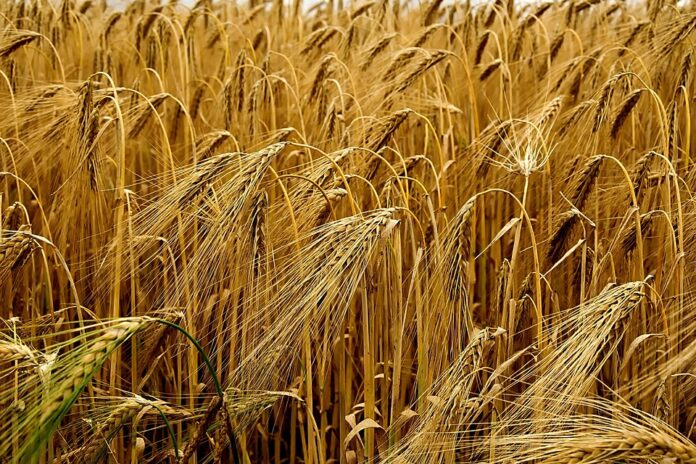 Top 10 barley export companies in Australia