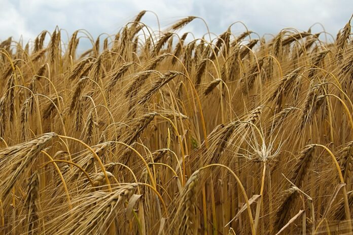 Top 10 barley import companies in Iran