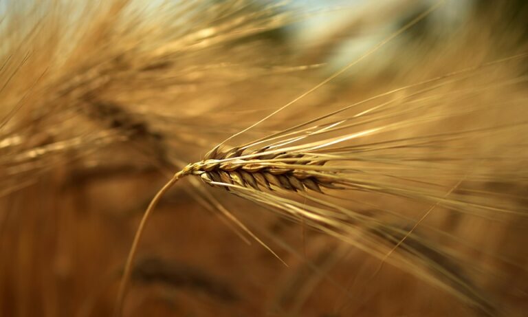 Top 10 barley import companies in Jordan Top 10 barley import companies in Jordan