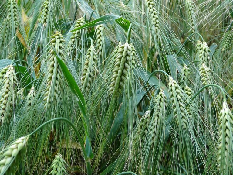 Top 10 barley producing countries in the world in 2025 Top 10 barley producing countries in the world in 2025