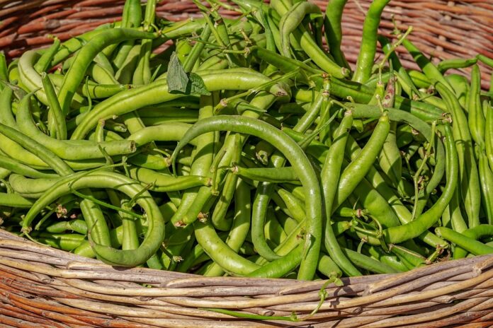Top 10 beans producing countries in the world in 2025