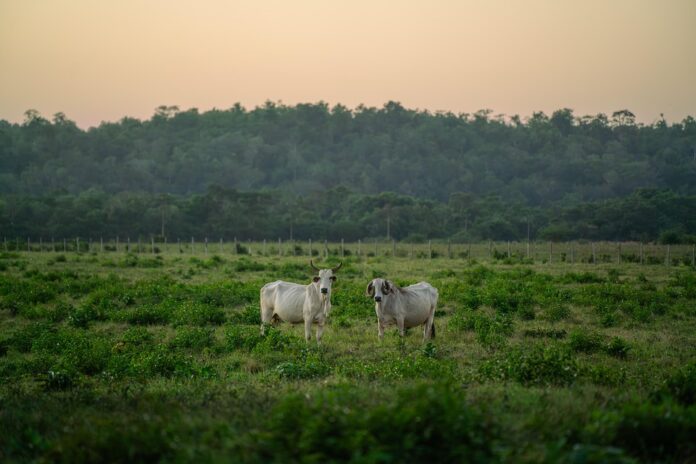 Top 10 beef exporters in Uruguay