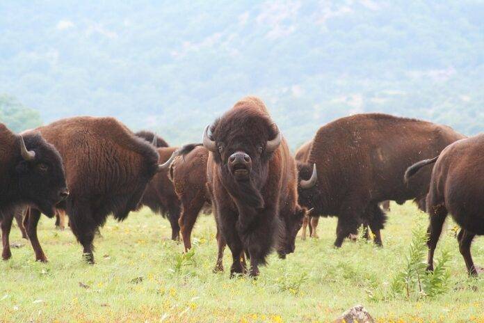 Top 10 bison export companies in Argentina growing exotic meat exports