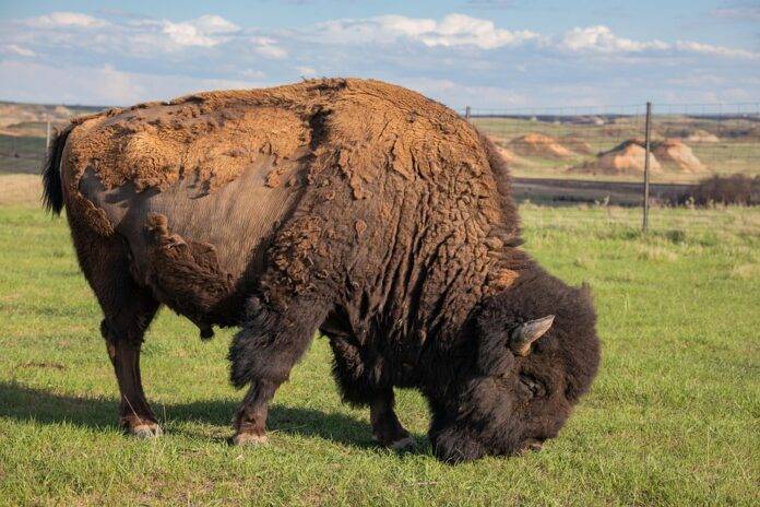 Top 10 bison export companies in Australia targeting Asian and local retail