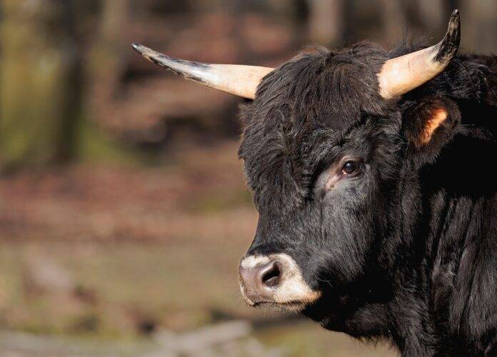 Top 10 buffalo meat brands in Egypt