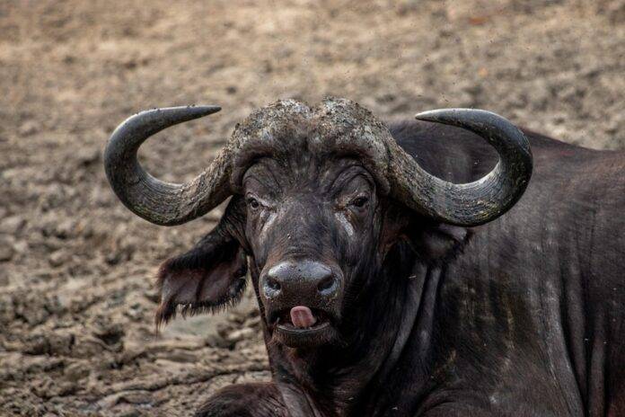 Top 10 buffalo meat brands in Indonesia