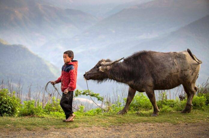 Top 10 buffalo meat exporters in Egypt