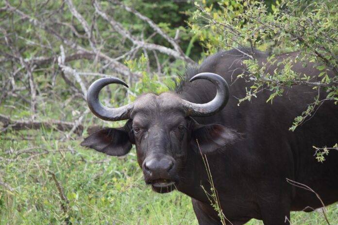 Top 10 buffalo meat exporters in Myanmar