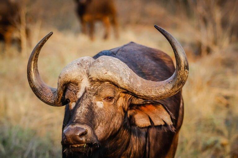 Top 10 buffalo meat exporters in Pakistan Top 10 buffalo meat exporters in Pakistan
