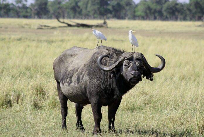 Top 10 buffalo meat importers in Egypt