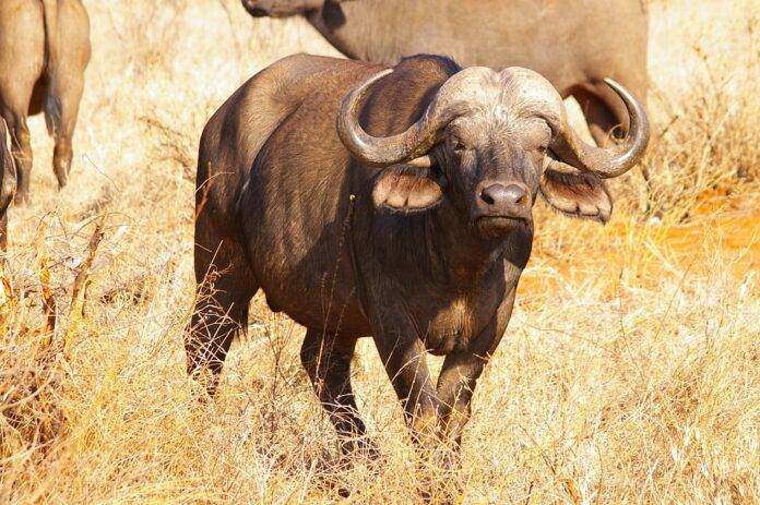 Top 10 buffalo meat importers in Saudi Arabia