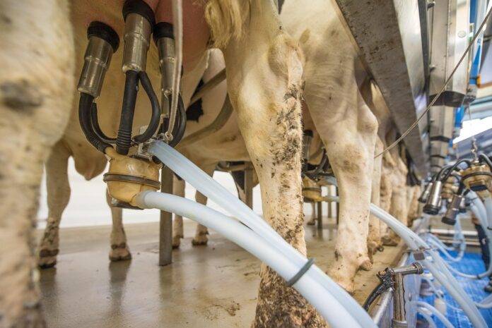 Top 10 cashew milk import companies in Canada