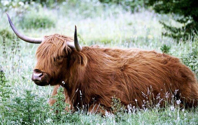 Top 10 cattle exporters in the United States