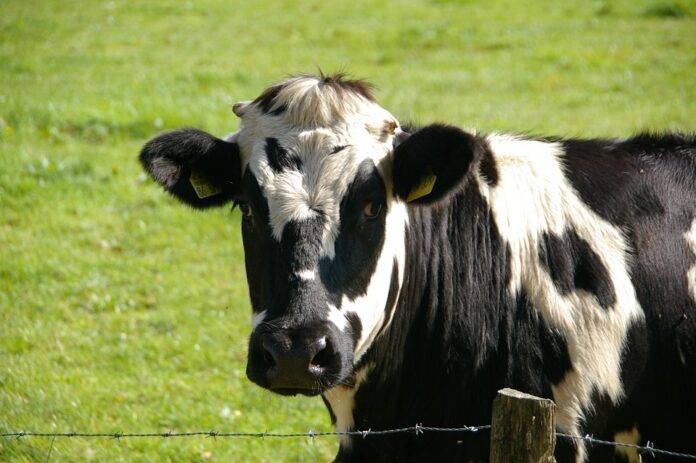 Top 10 cattle importers in Indonesia