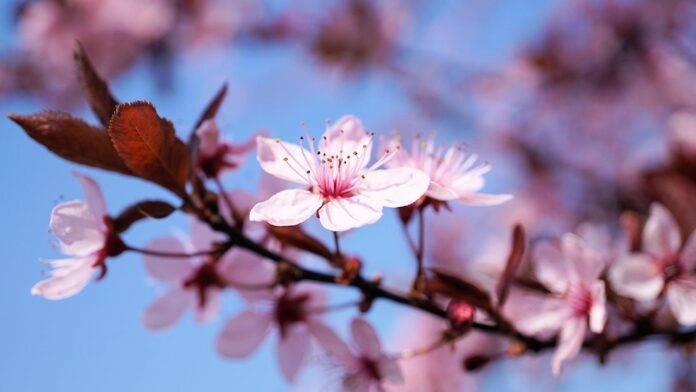Top 10 cherry brands in Chile