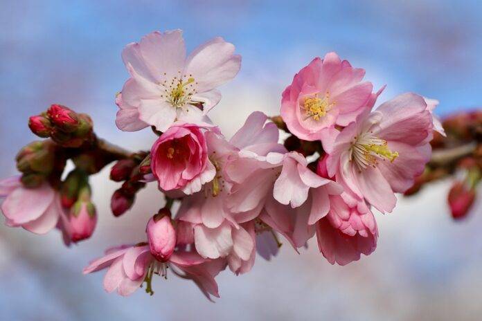 Top 10 cherry brands in Iran