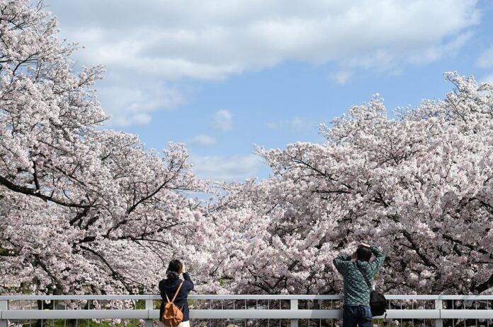 Top 10 cherry export companies in Turkey