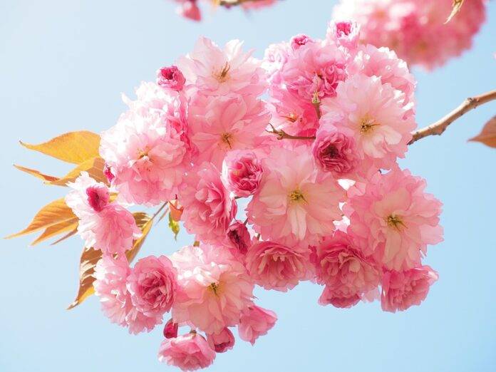 Top 10 cherry import companies in Japan