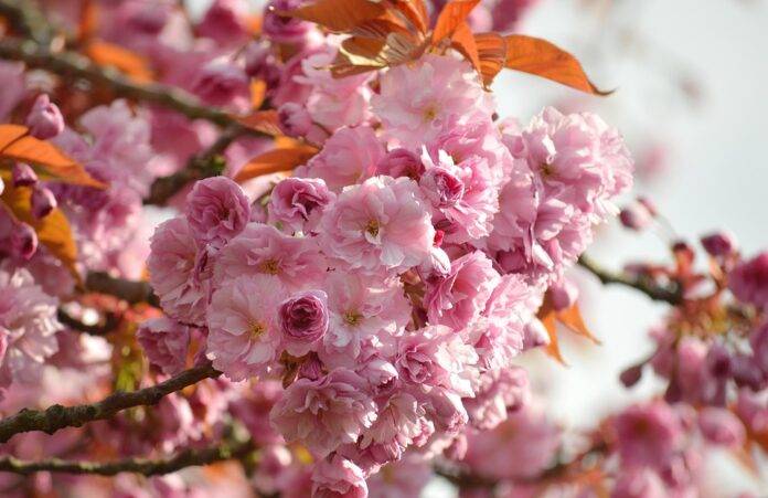 Top 10 cherry import companies in the United States