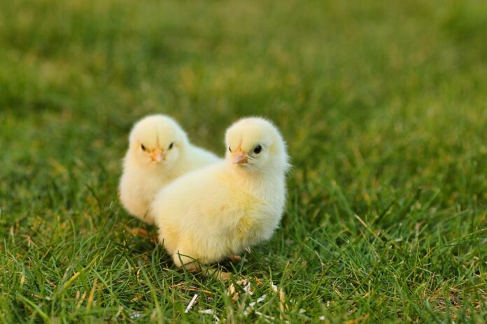 Top 10 chicken brands in Japan