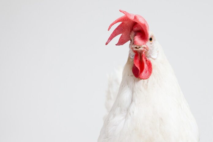 Top 10 chicken brands in the United Arab Emirates