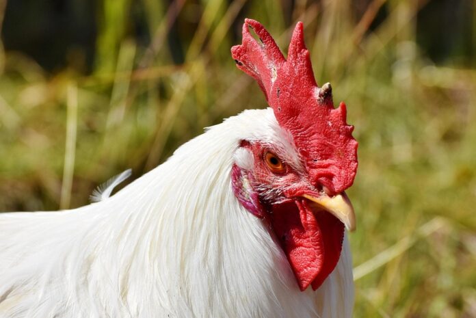 Top 10 chicken exporters in Brazil