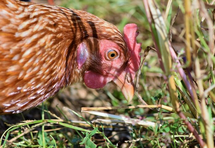 Top 10 chicken exporters in the United States