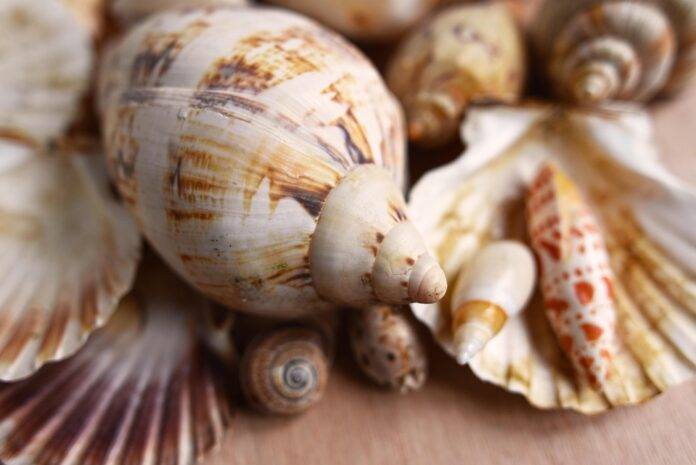 Top 10 clam brands in France