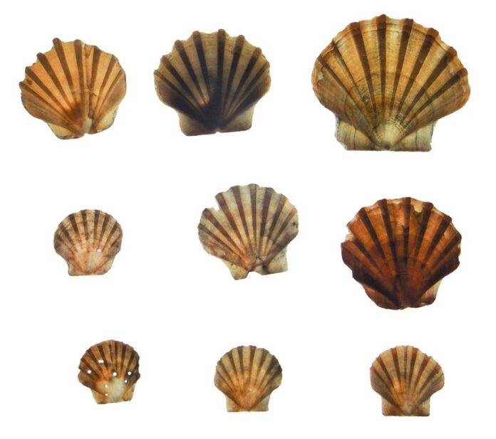 Top 10 clam export companies in Italy
