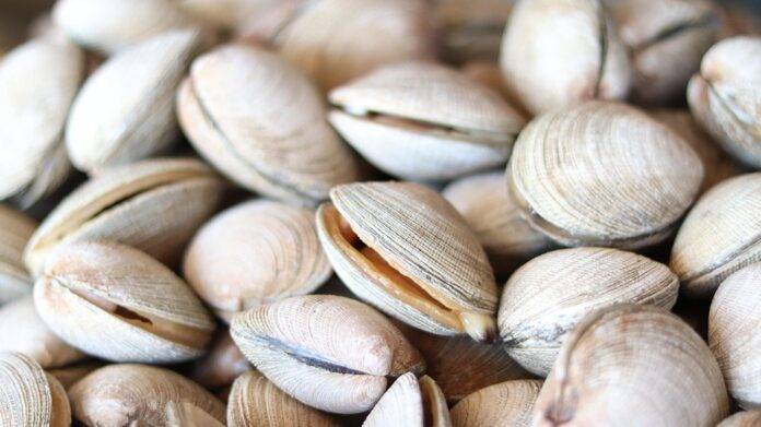 Top 10 clam import companies in Spain