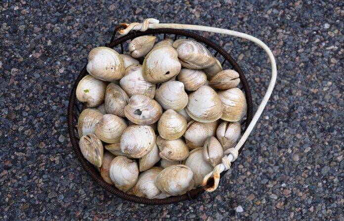 Top 10 clam import companies in the United Kingdom