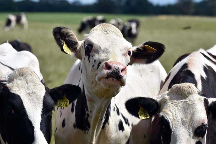 Top 10 cow milk brands in Germany