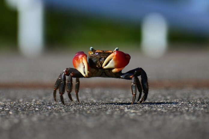 Top 10 crab brands in India