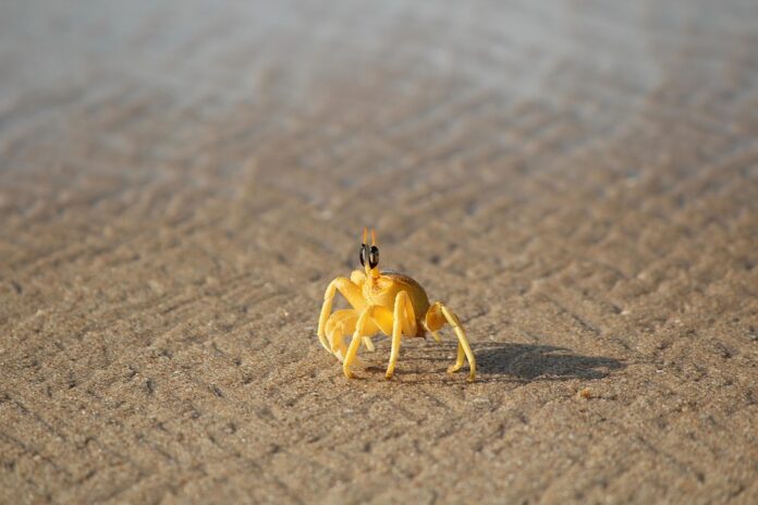 Top 10 crab export companies in India