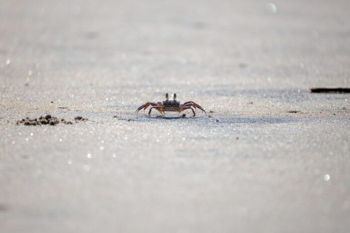 Top 10 crab export companies in Russia