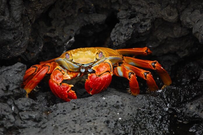 Top 10 crab producing countries in the world in 2025