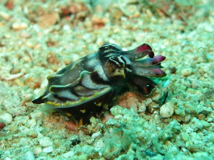 Top 10 cuttlefish brands in Peru