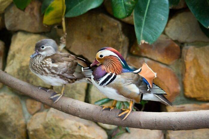 Top 10 duck brands in France