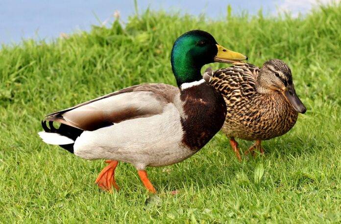 Top 10 duck brands in Hungary