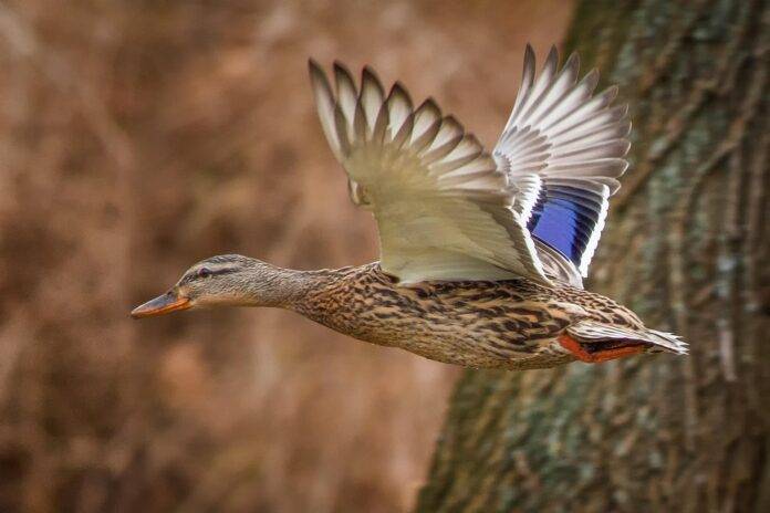 Top 10 duck importers in Japan
