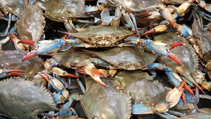 Top 10 frozen seafood brands in China