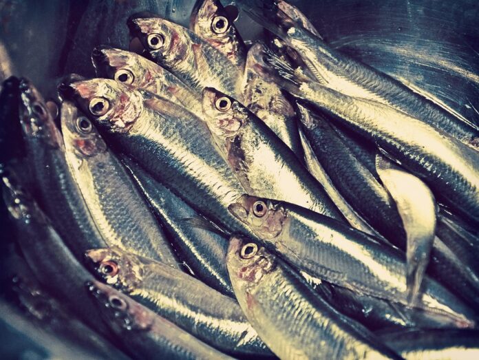 Top 10 frozen seafood export companies in Chile