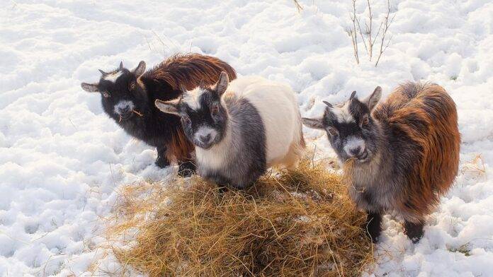Top 10 goat exporters in Australia