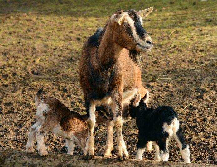 Top 10 goat exporters in Nigeria