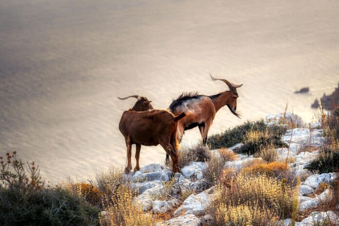 Top 10 goat importers in Oman