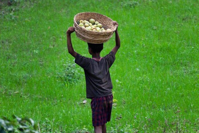 Top 10 guava export companies in India