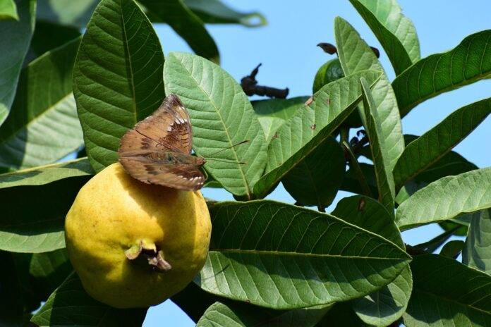 Top 10 guava export companies in Mexico