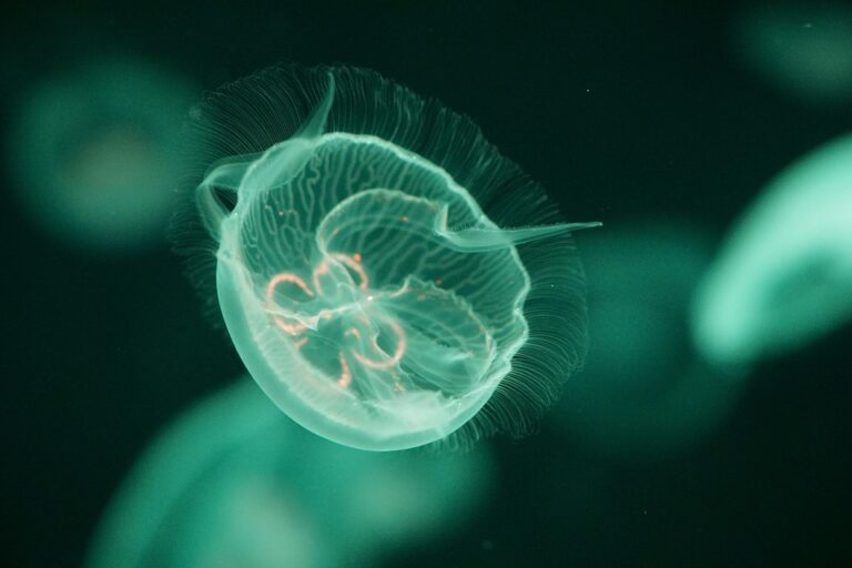 Top 10 jellyfish export companies in China Top 10 jellyfish export companies in China