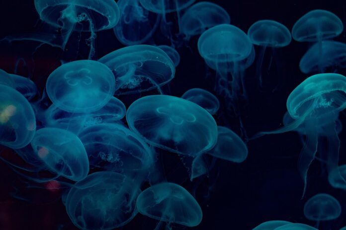 Top 10 jellyfish export companies in the Philippines
